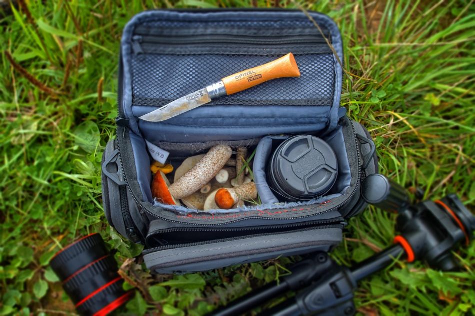 Divieto di strappare i funghi: perché danneggia il micelio?